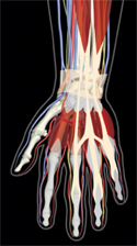 Provided by iStockPhoto.com